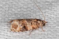 Lobesia botrana