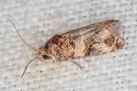 Lobesia botrana