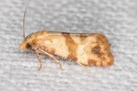 Phalonidia contractana