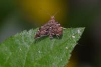 Anthophila fabriciana