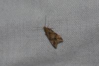 Brachmia blandella