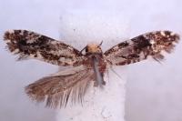 Nemapogon koenigi