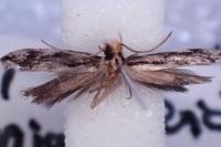 Agnathosia mendicella