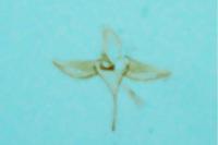 Agnathosia mendicella