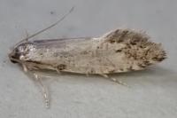Nemapogon gliriellus