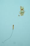 Nemapogon gliriellus