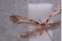 Nemapogon gliriellus