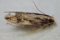 Agnathosia mendicella