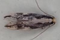 Agnathosia mendicella