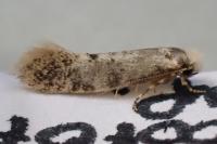 Infurcitinea albicomella