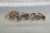 Infurcitinea albicomella