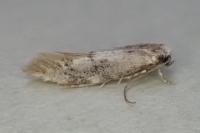 Infurcitinea albicomella