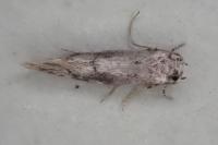 Infurcitinea albicomella
