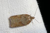 Acleris ferrugana/notana