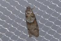 Tortricodes alternella