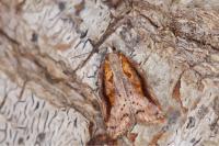 Acleris cristana