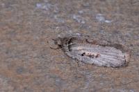 Agonopterix ocellana