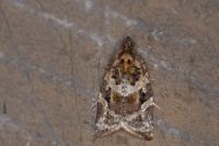 Argyrotaenia ljungiana