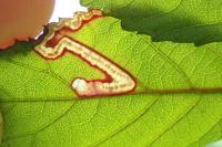 Stigmella aurella