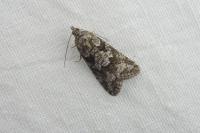 Cnephasia cupressivorana