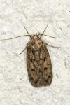 Hofmannophila pseudospretella