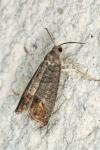 Cydia pomonella