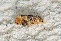 Lobesia reliquana