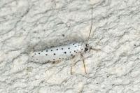 Yponomeuta