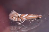 Phyllonorycter cerasicolella