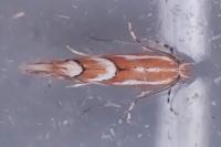 Phyllonorycter cerasicolella