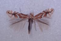 Phyllonorycter cerasicolella
