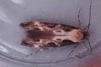 Mompha divisella