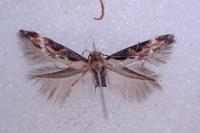 Mompha divisella