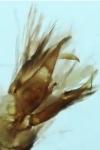 Mompha divisella