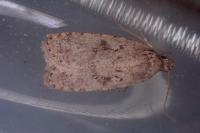 Agonopterix heracliana