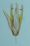 Phyllonorycter cerasicolella