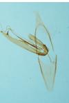 Phyllonorycter cerasicolella