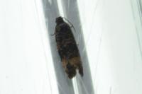 Endothenia gr. gentianaeana