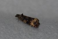 Endothenia gr. gentianaeana