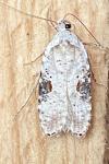 Agonopterix alstroemeriana