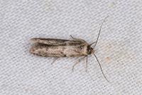 Blastobasis phycidella