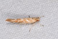 Pyroderces argyrogrammos