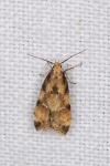 Brachmia blandella