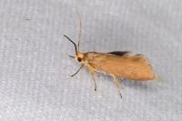 Crassa unitella