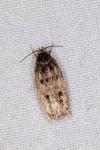Hofmannophila pseudospretella