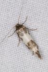 Enolmis acanthella