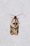 Acleris variegana