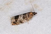 Ancylis achatana
