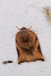 Archips podana