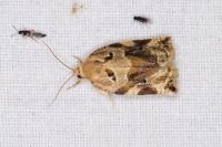 Archips xylosteana